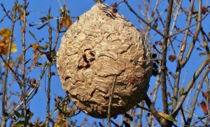 Nets van hoornaars