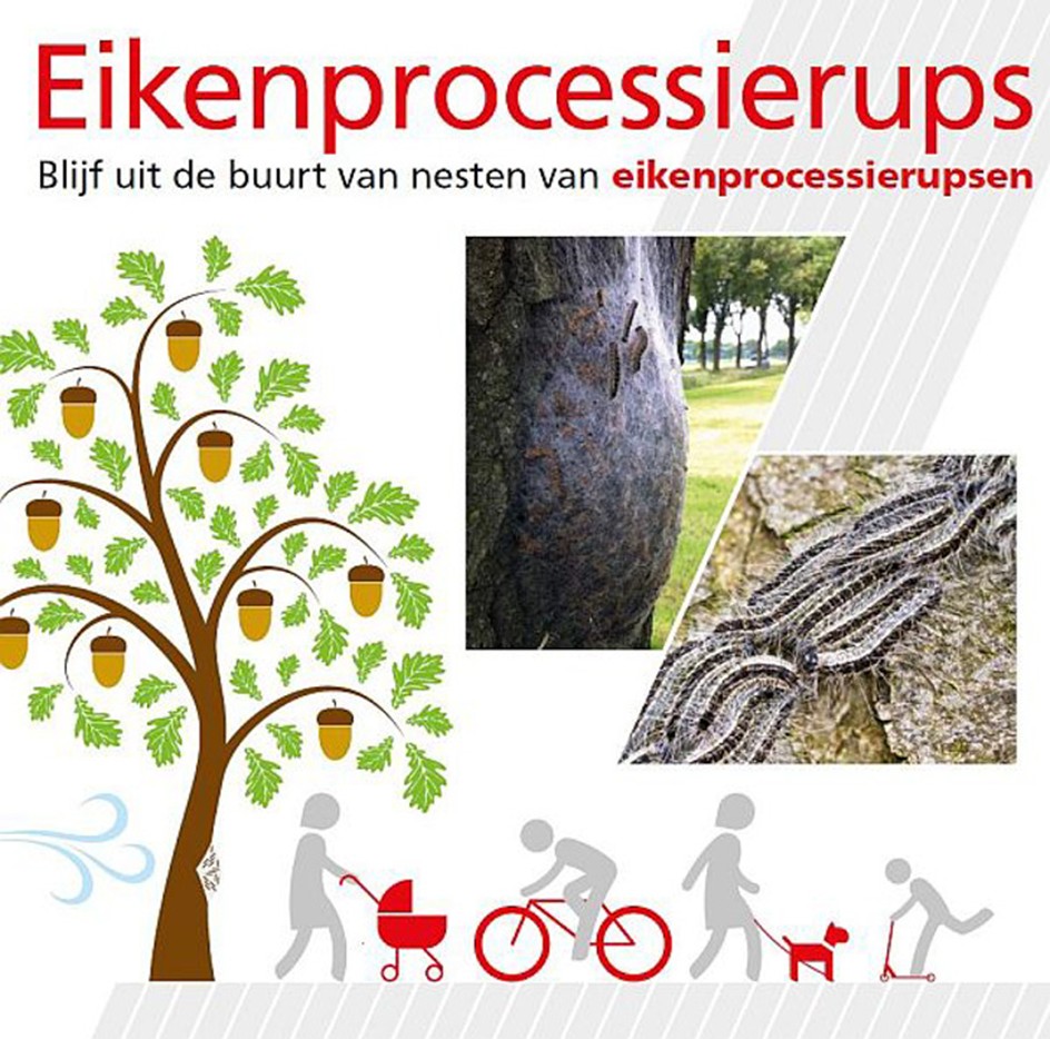 Eikenprocessierups. Blijf uit de buurt van nesten van eikenprocessierupsen.
